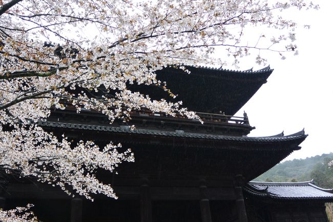 ２０１５．サクラサク京都へ♪ちょっとサプライズ有りのお・花・見♪「蹴上クランクイン」～「南禅寺」～「あやの小路」～「平安神宮」へ☆