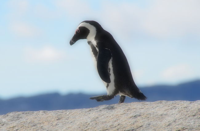 南アフリカの旅が決まって、クルーガーのサファリとともに楽しみにしていたのが、ケープ半島のボルダーズビーチでのペンギンとのふれあい。<br />ここは絶滅危惧種に指定されているアフリカペンギンを世界で唯一間近で見ることができる場所です。<br />ロバの鳴き声に似ていることからジャッカスペンギンとも呼ばれているそうですが、小さい可憐な姿のわりに確かに鳴き声はロバのようでした。<br />ちょこちょこ、よたよた動き回るペンギンの姿や母が子を守る姿を見ていると、何時間でも飽きることなく眺め続けることができて、とても癒されます。<br />