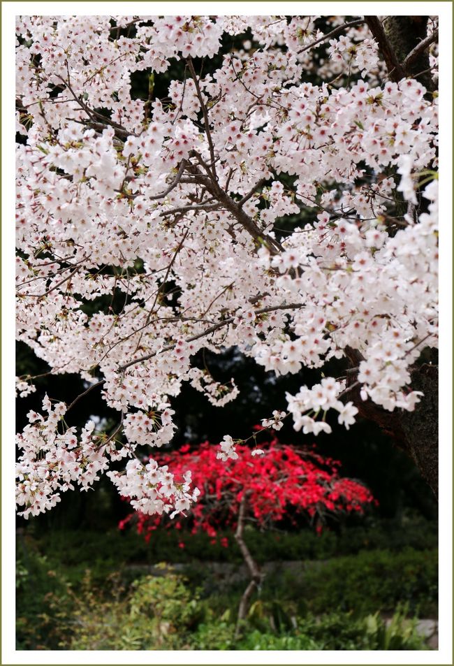■ささやかなひととき♪　春休みで帰省中の孫娘とお花見へ<br /><br />▼比治山公園／広島県広島市南区比治山公園<br />　比治山公園は、小高い丘の上にあり、ここから広島市内や瀬戸内海を一望できます。桜の名所としても有名で、ソメイヨシノを含めた約１３００本の桜が咲く季節には多くの人がその美しさを求めて、比治山公園を利用します。<br />　比治山の名前の由来は諸説あり、比治某という人物が住んでいたためとも、山の姿が肘を横にした形に似ているからとも、言われています。<br /><br />【手記】<br />　孫娘と近くの比治山公園へお花見へ行って参りました。<br />　花見に行ってもちびっ子はヒマでしょうから、古〜いカメラを出してきて孫娘に撮り方を教えました。もっとも小さいころからコンデジを使わせていましたので扱いは慣れたもんです。わたくしも気付かないうちにしっかり撮られていました＾＾ﾊﾊ･･。<br />　ちびっ子カメラマン＾＾の登場で〜す♪