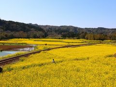 菜の花畑でつかまえて&#9835;。ローカル線小湊鉄道の菜の花畑