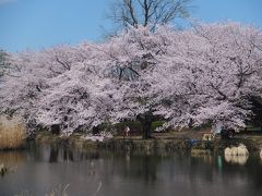 満開の善福寺公園周辺散歩