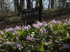 小さな旅　満開のカタクリの里