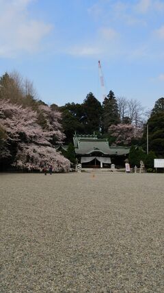 宇都宮 護国神社の桜