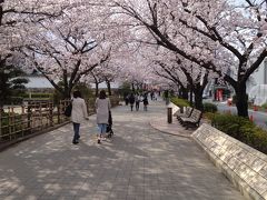 桜満開の清州城