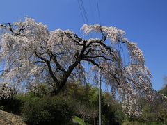 旅するイルカ♪　桜だより　2015　Part5　大阪府　熊取町　枝垂桜へ