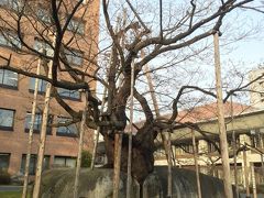 石割桜と盛岡城跡  其の一