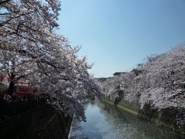 初めて「大岡川の桜まつり」を見に行ってきました（今までなぜかここには興味なかった）　雨や曇りの日に挟まれた貴重な快晴の一日、延々と続く大岡川遊歩道の桜並木を楽しんできました。