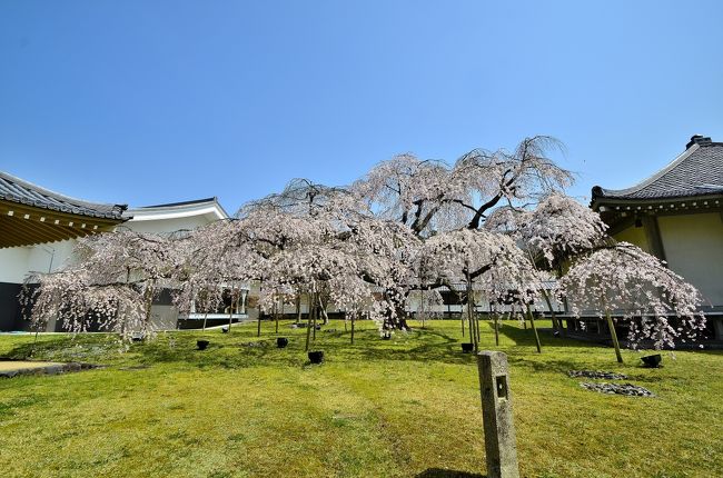 霊宝館は、醍醐寺の寺宝を所蔵する白亜の殿堂です。面積３４２２９平方ｍの敷地に１０万点以上の貴重な文化財を所蔵し、日本最大級の文化財保有数を誇ります。そのうち国宝は薬師三尊像を筆頭に４１点、重文は６万点以上あります。<br />しかし、桜の季節にはひと味違った愉しみ方ができます。庭園には、樹齢１８０年の「醍醐深雪桜」と称される京都最大級の枝垂桜や京都最古とされる樹齢１００年を超えるソメイヨシノの巨木などが実に伸び伸びと枝を広げて優雅に咲き誇り、妖艶な舞を披露して入館者を迎え入れてくれます。<br />ここでのフォトジェニックとなる銘木「醍醐深雪桜」は見事な枝ぶりで、観る者のセンスや心の持ちようにより「桜雲の中を躍動する龍」とか「羽を広げた鳳凰」、「幾重にも分流して流れ落ちる小瀧」などをイメージさせる艶めかしい枝垂桜です。世に銘木と称される桜の木は数多存在しますが、この樹が放つ気品と雰囲気は別格と言えます。<br />また、桜の時期だけ特別に霊宝館の周囲の散策路が開放され、のんびりと桜巡りができるのも魅力です。霊宝館と言えば「醍醐深雪桜」が代名詞になっていますが、それに比肩する枝垂桜の宝庫でもあり、散策路から仰ぎ見て浴びる桜のシャワーは圧巻です。