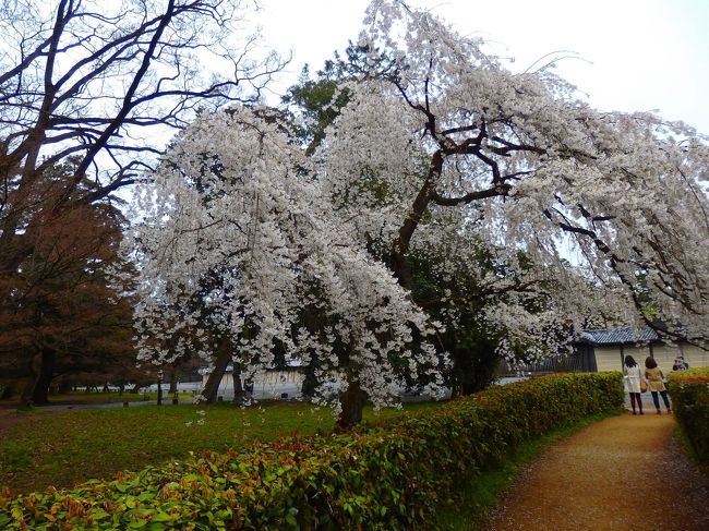 ３月最後の週末。新聞の情報では、桜の満開はもう少し先のようでしたが…。用事の後立ち寄った京都府庁旧本館中庭の枝垂桜がすでに見ごたえのある開花状態。<br />それならばと京都御苑の桜も見てまいりました。