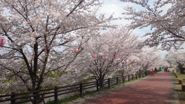 五条川沿いの清須図書館と、美術館のある公園 　＜夢広場はるひ＞　の近辺も桜が多く、花見が出来ます。<br /><br />&#127359;?もあるので、車を降りて桜の下を歩きました。