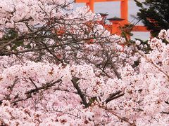 桜満開の宮島