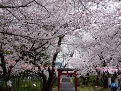 満開の落合公園