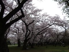 満開のソメイヨシノ　小石川植物園(東京大学大学院理学系研究科　付属植物園)