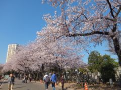 都内で満開の桜は今日がラストチャンス！　谷中～上野へ