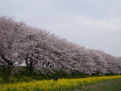 菜の花と桜のコラボがここにも！！　　吉見　さくら堤公園は今が見ごろ