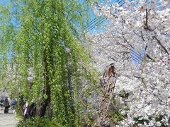 柳も芽吹いてきました♪　玉串川の桜並木は５キロも続くのです