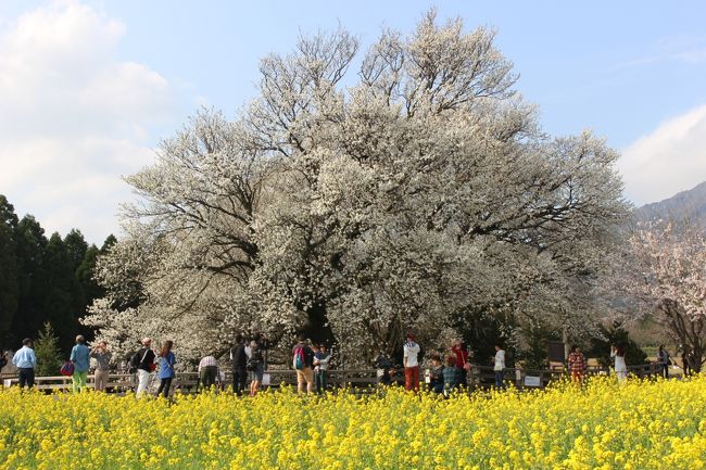 南阿蘇にある樹齢４００年の大桜を見に行きました。<br />４月３日～５日の夜はライトアップがあるそうです。５日にはくまモンが遊びに来るそうですよ♪<br /><br />その後、熊本城へ夜桜を見に移動。<br />４月５日まで夜間開園しているので、ライトアップされた熊本城が楽しめます。<br />昼とはまた違った幻想的な雰囲気で素敵でした。