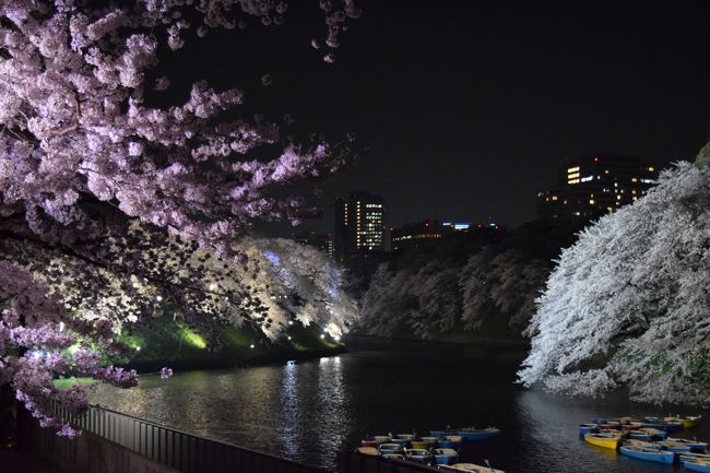 今年の東京の開花宣言、思っていたより早かったですね〜<br />そろそろだねぇ〜とは言っていたけど、<br />まさかこんなに一気に来るとは！<br /><br />週の後半は雨降るなんて天気予報が言うし、<br />年度末で休みは取れないし、<br />日中の桜はもう見れないのであきらめて…<br /><br />夜桜をたっぷり楽しむ事にしました。<br /><br /><br />今回は、日比谷公園の駐車場に車を停めて、<br />そこから電車で行こう、というプランにしましたが、<br />二人とも都心の地下鉄事情をあまりよく知らなくて…<br />霞が関駅まで歩くんだったらそのまま歩いて行った方が良くない？<br />という事で、お堀の半周以上を散歩しながら桜を楽しむ事にしました。<br /><br />結果、いつもの倍以上夜桜を楽しめました。<br />写真も撮りまくって、楽しかった〜<br /><br />本当はお堀の後に目黒川に行く予定でしたが、<br />靖国神社の屋台の誘惑に負けて、行けませんでした…<br /><br /><br />ま。そういうこともありますよね。。。