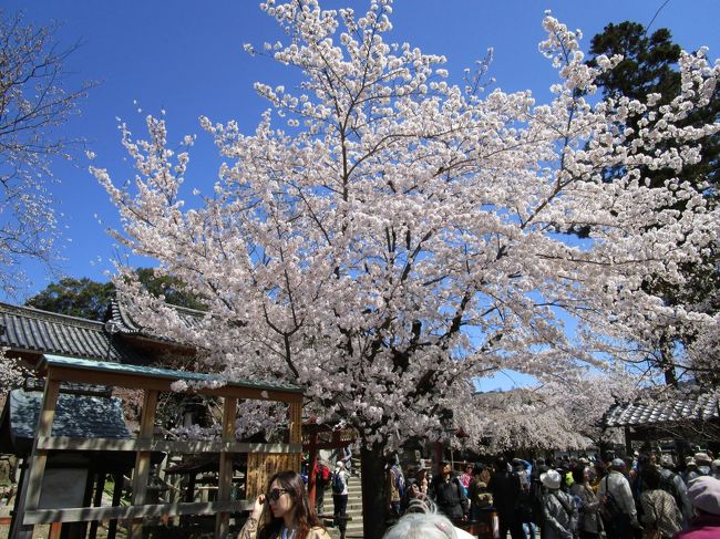 ４月になって桜も咲き始めたのにどうもお天気が良くありません、２日が一日晴れなんですがそのあとは週末も含め雨予報、晴れてるうちに…とダッシュでお花見してきました。<br /><br />ちょうど１日から春日大社の式年造替の特別公開が始まっています。<br />期間中でも法要のある日は入れなくなるので行ける時に見ておくことにしました。<br /><br />いつもとは反対周りに奈良公園界隈を歩きランチしてパン買って帰ってきました。