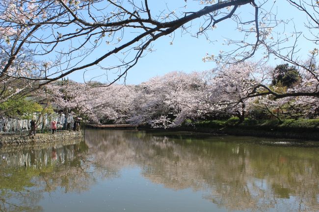 桜が咲く季節に訪れたいと思い鎌倉へ。小町通り散策をはじめ、鶴岡八幡宮・長谷寺・高徳院（鎌倉大仏）などを巡りました。本当は源氏山・銭洗弁財天、報国寺（竹寺）なども周る予定でしたが小町通りでの“食べ歩き”に時間を割きすぎ周りきれずに一日を終えました（笑）