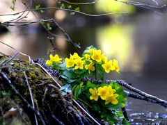 ◆清閑の春・涌井の清水