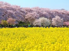 幸手権現堂桜堤＆北越谷元荒川のお花見