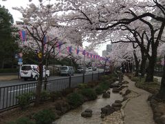 文京さくらまつり(播磨坂さくら並木)・・道路の両サイド・遊歩道の４サイドがさくら並木