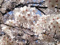 目黒川お花見～覚林寺＆大円寺＆瀧泉寺＆神田明神～