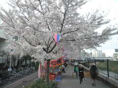 横浜の櫻（2015）、戸塚柏尾川