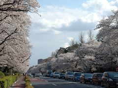 満開の桜　　ＩＮ　国立市