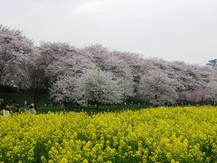 桜のメッカ幸手権現堂堤に歩いて訪れる