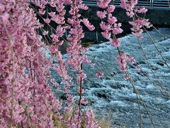 いつもの散歩道 2015年4月写真日記　～田川の枝垂れ桜～　
