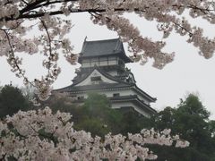 モンキーパーク＆満開の桜と国宝犬山城お散歩