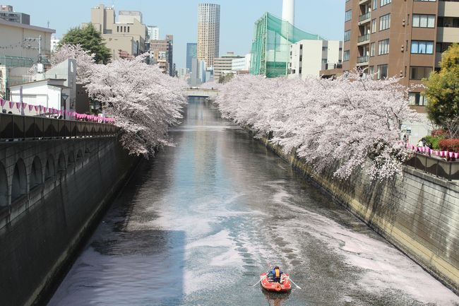 今年は東京都内の桜があっという間に満開になり、この暖かさでまもなく散ってしまいそうです。この時期を逃してはもったいない。まだ、桜を見に行ったことのない目黒川の桜を急遽見てきました。目黒雅叙園にも少し寄りました。<br /><br />全長3.8kmの目黒川の桜は満開を過ぎて、川面に花筏ができていました。これもまた美しい風景でした。雅叙園内も目黒川もこんなにたくさんの人が・・・と思うくらいの人出でした。<br />さっと写真を撮るだけの短いお花見です。<br /><br />夜桜のライトアップは毎夜21時まで。4月10日までとなります。