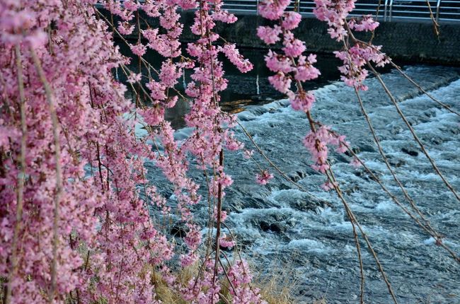 今朝のウォーキングはカメラを携行。普段３、４日に一度は歩く田川沿いのコースは、そろそろ川沿いの枝垂れ桜が咲き始めたのでこのところ連日行っている。満開には少し間がありそうなのだが、今日を逃すとしばらく好天に恵まれないという天気予報なので、今日のうちに撮影しておこうという次第。<br />ＪＲ宇都宮駅前の宮の橋から県庁前通りの東橋の間の田川の川沿い両岸が枝垂れ桜並木になっている。歩きやすい遊歩道が整備されていて、季節を問わず、ウォーキングや犬の散歩をする人が利用しているが、4月上旬はきれいに咲いた枝垂れ桜の下でのウォーキングが楽しめる。<br />