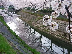 早朝ウォーキングで桜を愛でながら市内各地を巡る・・・③久喜パークタウン内の青毛堀川畔の桜