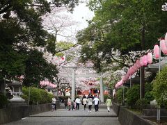桜満開の富士浅間大社へ日帰りプチ旅行
