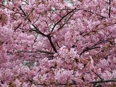 散歩で河津桜　