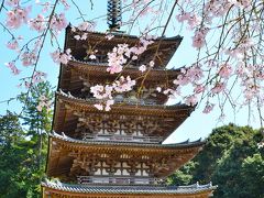 芳葩爛漫 桜紀行 醍醐寺③伽藍（エピローグ）