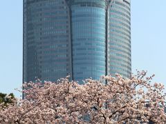 都心のお花見2015年