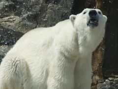 定点観測～王子動物園編～。