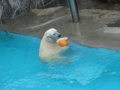 雨の動物園と桜　②