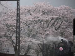 大井川鉄道　桜とSL