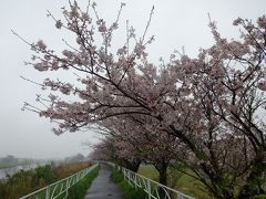 とことんお花見。馬込川の桜並木。