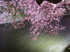 千鳥ヶ淵で夜桜見物