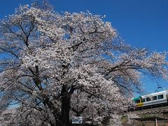 中央線勝沼駅ホームから眺められる見事な桜（山梨）