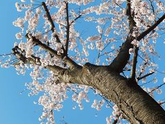 団地の公園の桜が美しかった