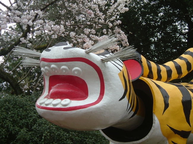 三月の末に奈良公園を訪れた時、桜が5〜7分咲きだった。その時は、万葉歌人の志貴皇子の眠る”田原の里”を目指していたので、ゆっくりと楽しむことはできなかった。ただ、何故か桜を見ると、心ときめくものを感じた。<br /><br />昨年は、奈良北部で私が知っている桜の名所を、昼食も取らず、1日掛けて回ったので、今年桜をみるのなら、信貴山朝護孫子寺（しぎさん　ちょうごそんしじ）の桜を見に行こう、と早くから決めていた。タウン誌に奈良の夜桜の特集をしていて、信貴山朝護孫子寺が紹介されていたからだ。<br /><br />ただし、ライトアップされた桜は幻想的だろうな、とは思うものの、夜景には全く自信がないので、行くなら昼間だ。<br /><br />天気予報によると、今日の昼から雨が降り始め、来週の火曜日まで続くそうだ。つまり、4日も雨が降ったら、運が悪かったら、桜の花が散ってしまう。<br /><br />三月末の奈良公園の桜が、5〜７分咲きだから、信貴山では...。<br /><br />「ええい、行くのなら、今だ」と今朝車で信貴山に向かった。