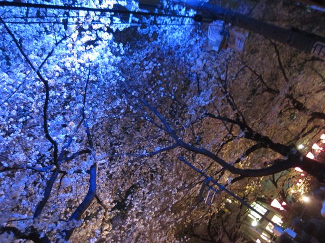 桜が満開の時期になりましたが、週末は天気が良くないようで桜はこの日が見頃の最後の日のようです。<br />なので、仕事を早めに切り上げて、都内でも人気の桜の名所・中目黒に夜桜を見に行きました。