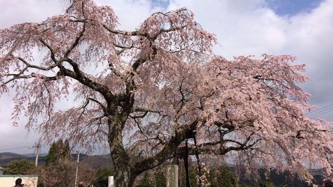 目的はランチででかけたけど、季節柄道中に色とりどりのお花が美しくて、ついつい車をとめて鑑賞してきました。別府の安楽寺の枝垂桜は特に美しく時間を忘れました。お天気が良ければもっと美しいだろうなぁ。